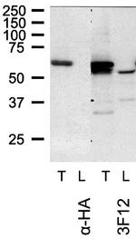 TOM1L1 Antibody in Western Blot (WB)