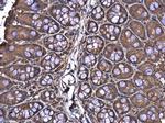 YAP1 Antibody in Immunohistochemistry (Paraffin) (IHC (P))