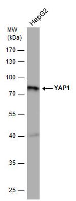 YAP1 Antibody in Western Blot (WB)