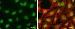 CFDP1 Antibody in Immunocytochemistry (ICC/IF)