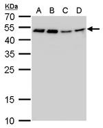 CFDP1 Antibody in Western Blot (WB)