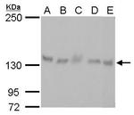 ARHGEF18 Antibody in Western Blot (WB)