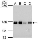 ARHGEF18 Antibody in Western Blot (WB)