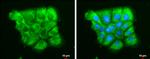 Dicer Antibody in Immunocytochemistry (ICC/IF)