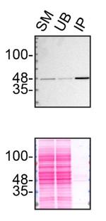 TDP-43 Antibody in Immunoprecipitation (IP)