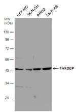 TDP-43 Antibody in Western Blot (WB)