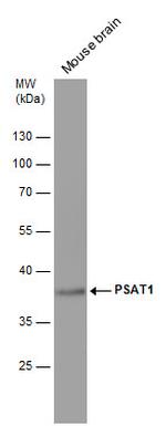 PSAT1 Antibody in Western Blot (WB)