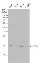 FIS1 Antibody in Western Blot (WB)