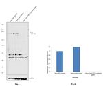 TET2 Antibody in Western Blot (WB)