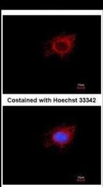 MTPAP Antibody in Immunocytochemistry (ICC/IF)