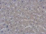 MTPAP Antibody in Immunohistochemistry (Paraffin) (IHC (P))