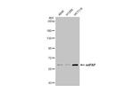 MTPAP Antibody in Western Blot (WB)