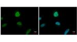 ENY2 Antibody in Immunocytochemistry (ICC/IF)