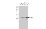 ENY2 Antibody in Western Blot (WB)