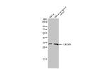 CXCL16 Antibody in Western Blot (WB)