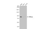 PNPase Antibody in Western Blot (WB)