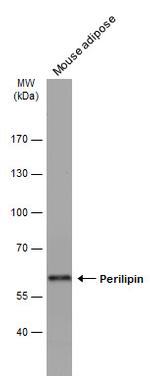 Perilipin 1 Antibody in Western Blot (WB)