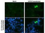 ZFP57 Antibody in Immunocytochemistry (ICC/IF)