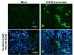 ZFP57 Antibody in Immunocytochemistry (ICC/IF)