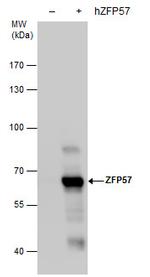 ZFP57 Antibody in Western Blot (WB)