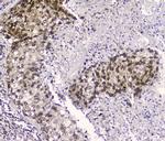 CRM1 Antibody in Immunohistochemistry (Paraffin) (IHC (P))