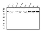 CRM1 Antibody in Western Blot (WB)