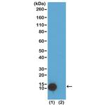 H4K5ac Antibody in Western Blot (WB)