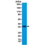 alpha-Cardiac Actin Antibody in Western Blot (WB)