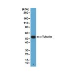 alpha Tubulin Antibody in Western Blot (WB)