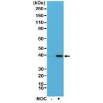 Aurora B Antibody in Western Blot (WB)