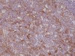 CD11b Antibody in Immunohistochemistry (Paraffin) (IHC (P))