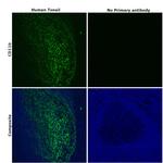 CD11b Antibody in Immunohistochemistry (Paraffin) (IHC (P))