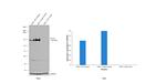 CD11b Antibody in Western Blot (WB)