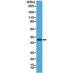 OX40 (CD134) Antibody in Western Blot (WB)