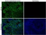 B7-H3 (CD276) Antibody in Immunohistochemistry (Paraffin) (IHC (P))