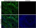 B7-H3 (CD276) Antibody in Immunohistochemistry (Paraffin) (IHC (P))