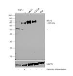 B7-H3 (CD276) Antibody in Western Blot (WB)