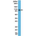 B7-H3 (CD276) Antibody in Western Blot (WB)