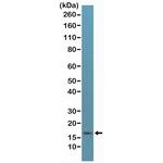 p16INK4a Antibody in Western Blot (WB)