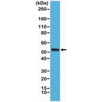 Cyclin B1 Antibody in Western Blot (WB)