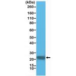 GSTP1 Antibody in Western Blot (WB)