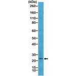 Melan-A Antibody in Western Blot (WB)