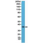 MyD88 Antibody in Western Blot (WB)