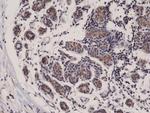 DIABLO Antibody in Immunohistochemistry (Paraffin) (IHC (P))