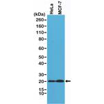 DIABLO Antibody in Western Blot (WB)