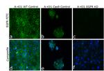 EGFR Antibody in Immunocytochemistry (ICC/IF)