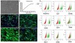 CD140b (PDGFRB) Antibody in Flow Cytometry (Flow)