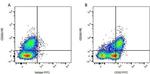 CD205 Antibody in Flow Cytometry (Flow)