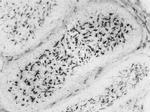 CD115 (c-fms) Antibody in Immunohistochemistry (Frozen) (IHC (F))