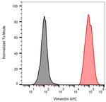 Vimentin Antibody in Flow Cytometry (Flow)